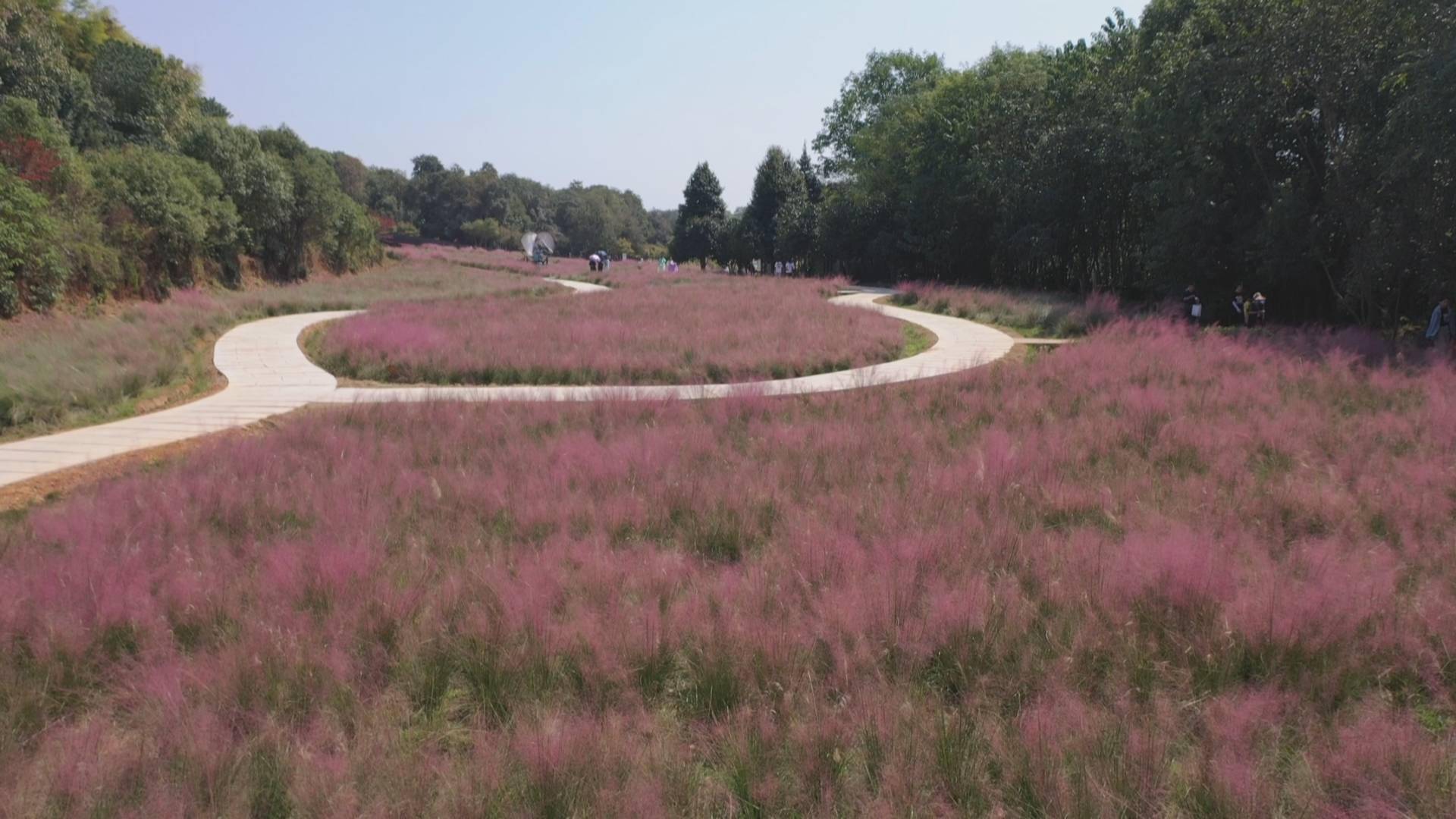 国庆期间,正值粉黛花开的季节,南昌县黄马乡凤凰沟景区近百亩的粉黛