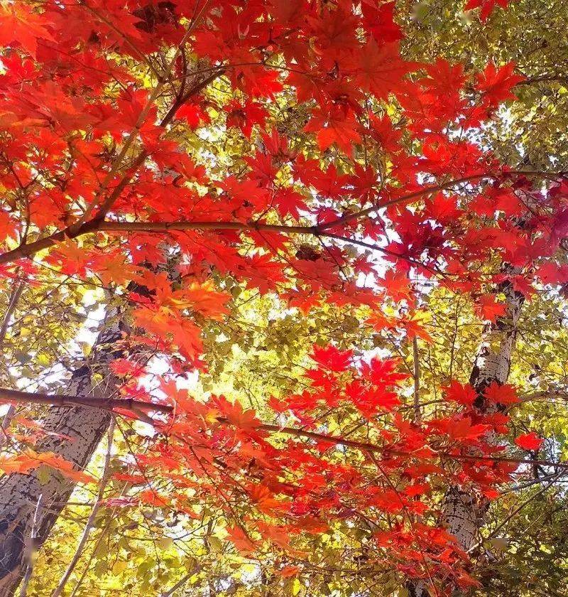 赏枫小贴士平顶山枫叶景区