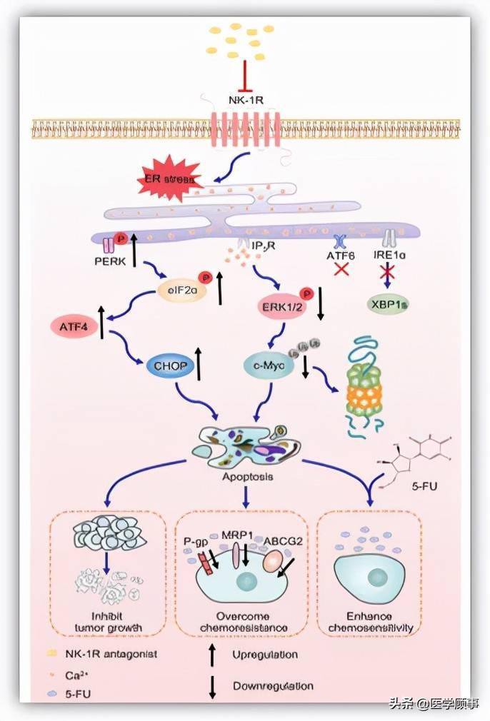 内质网应激和c-myc降解介导的抗nk-1r药物治疗结直肠癌的新机制
