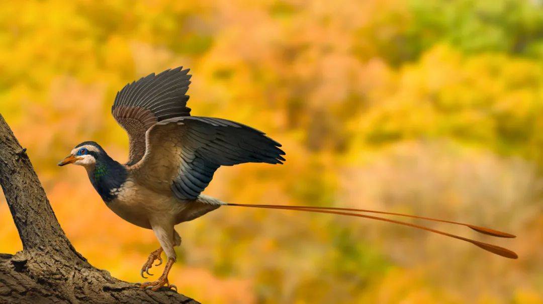 恐龙|河南发现的这种鸟，天生反骨！与恐龙一起灭绝