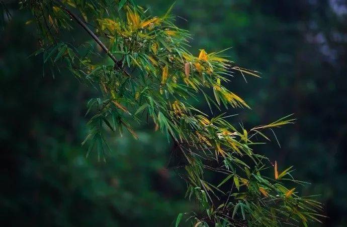 古琴竹山听雨山空雨夜竹林禅心