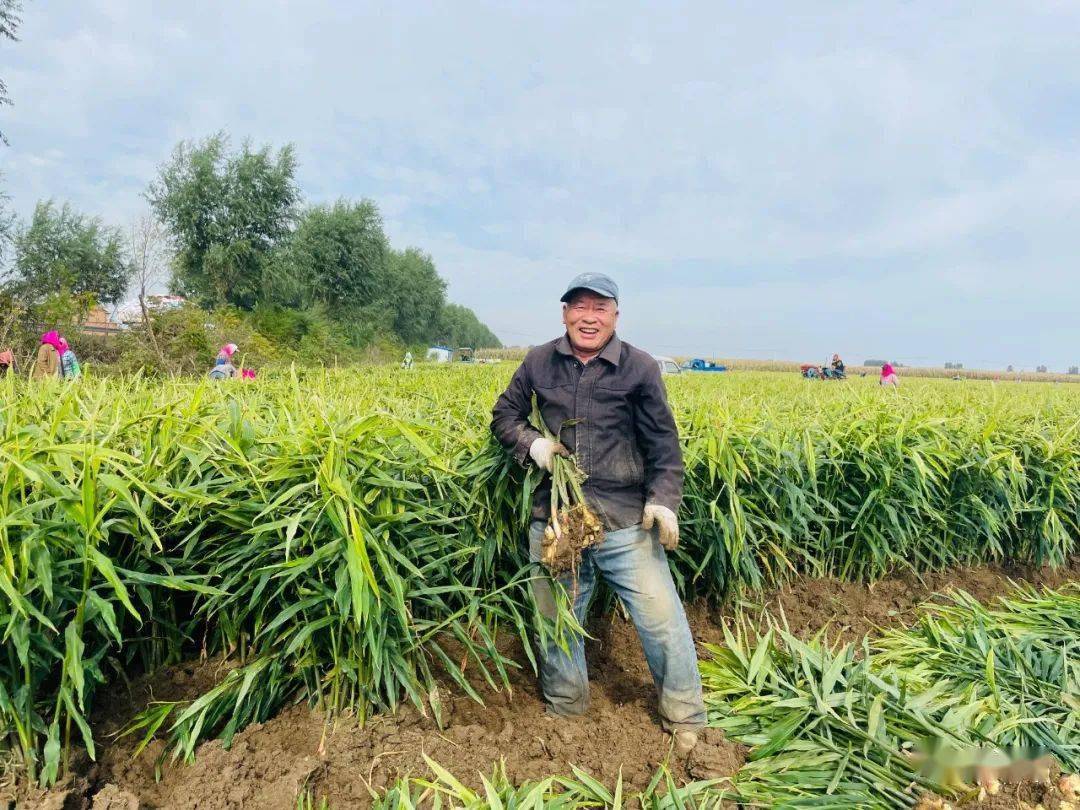 张先村300余农户中,1/3的农户都有生姜种植基地,不少姜农在周边地区