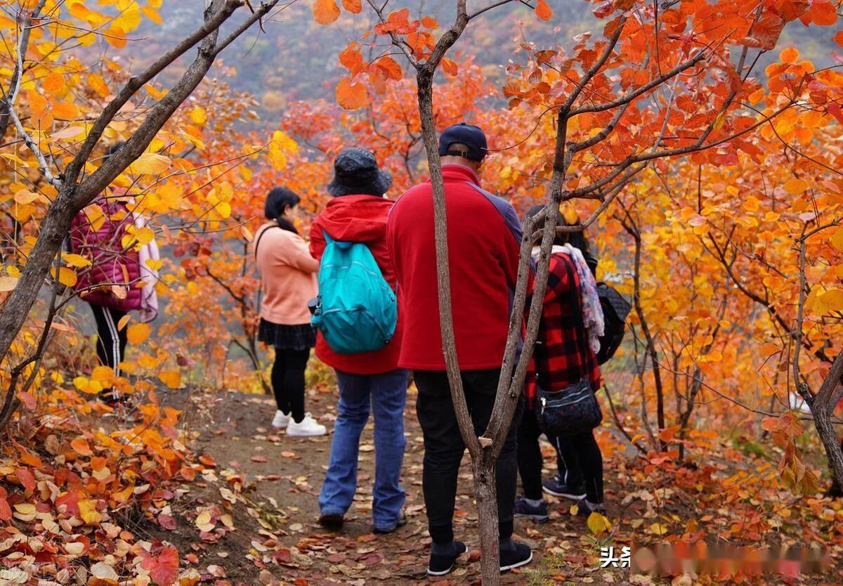 2021年10月14日,北京,北京房山坡峰岭景区,将于10月下旬迎来红叶最佳