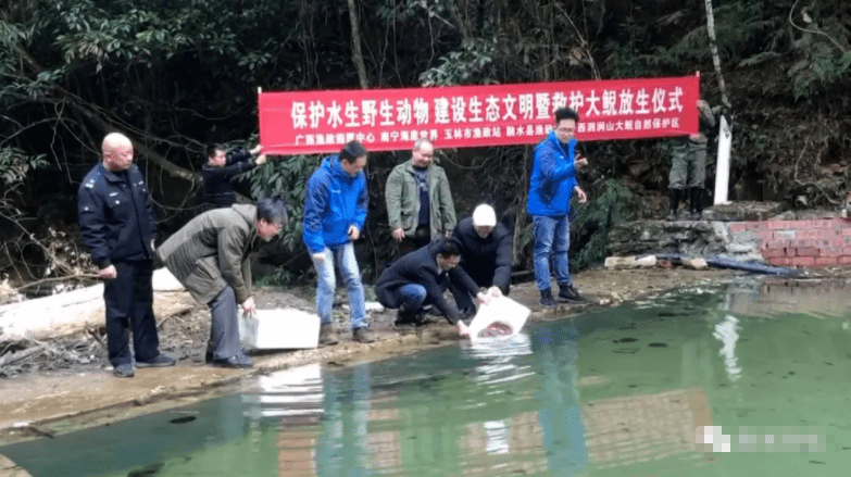 一位热心市民在南湖边捡到的这条娃娃鱼,广西野生水生动物救护中心已