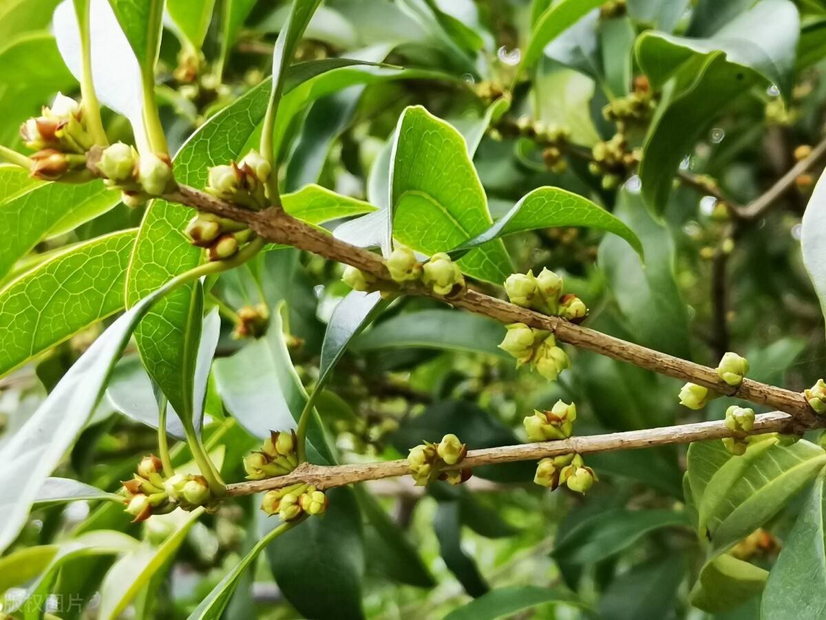 原来是路边的一些桂花树开花了,吸引了许多市民驻足"闻香.