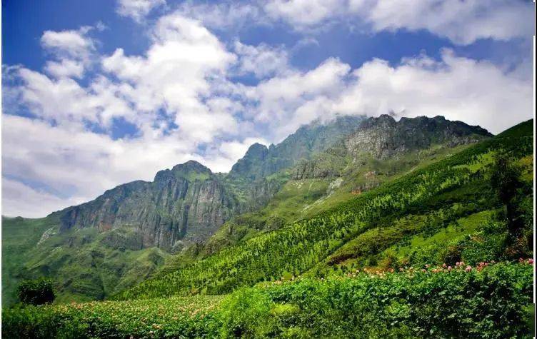 这几天,东川李子沟开花洋芋地里,村民忙碌的身影与远处牯牛山互为映衬