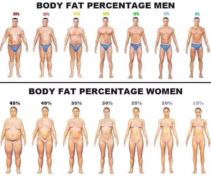 男女不同体脂率大致身材示意图 所以,对于很多人来说,在健康层面,并
