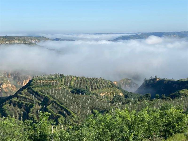 彬州市千亩山地苹果示范产业园成为乡村振兴的新引擎