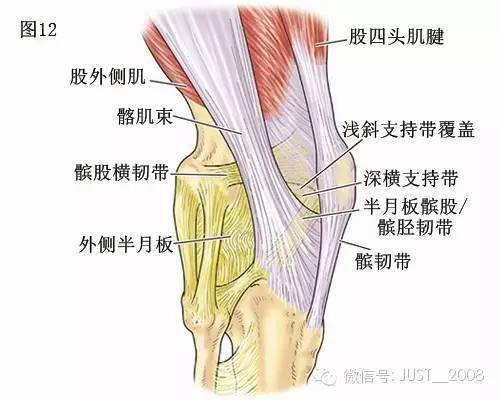 膝关节解剖学:膝关节的四面观