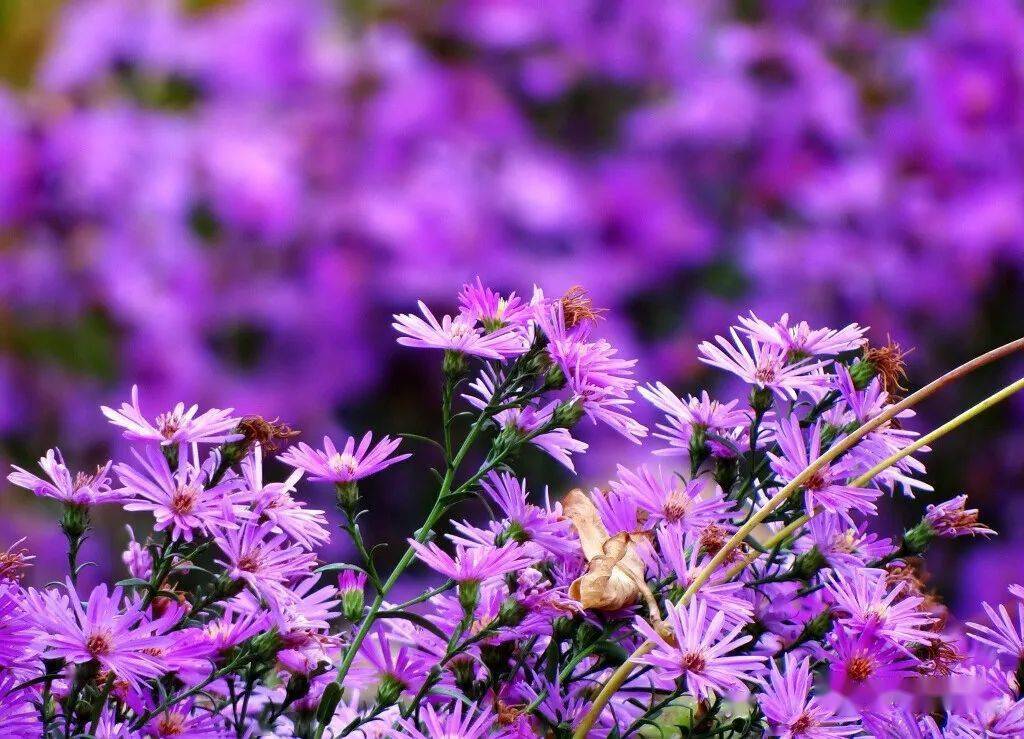 霜叶红于二月花