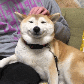 敢养柴犬的人,都是勇士!