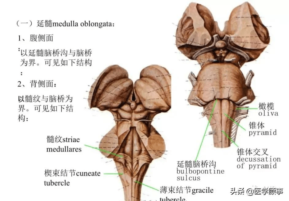 脑干解剖和结构_延髓