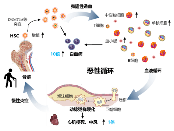 克隆性造血属于血液肿瘤的癌前病变状态,它具有以下四个特点:血液细胞