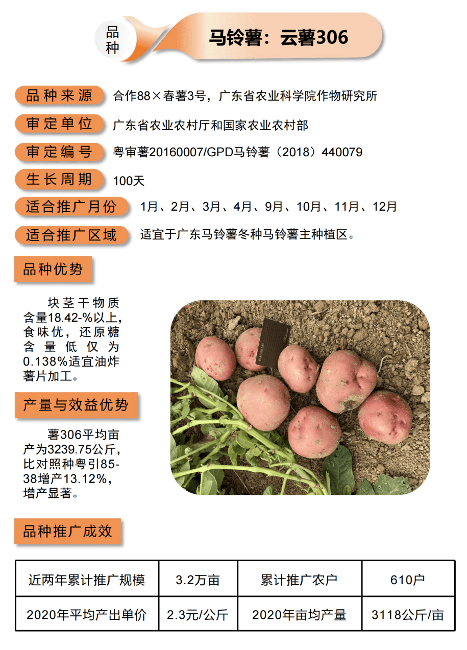 云薯30602陇薯7号01马铃薯普薯32号05广紫薯8号04广薯8703广薯7202广