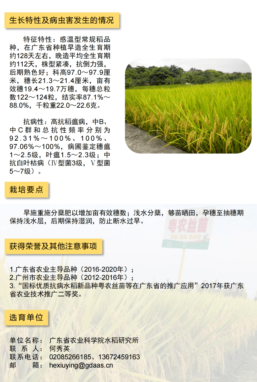 粤农丝苗水稻粤禾丝苗水稻泰优1002水稻水稻