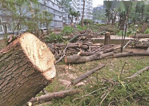 小区多棵大树被砍成"树桩"_树木