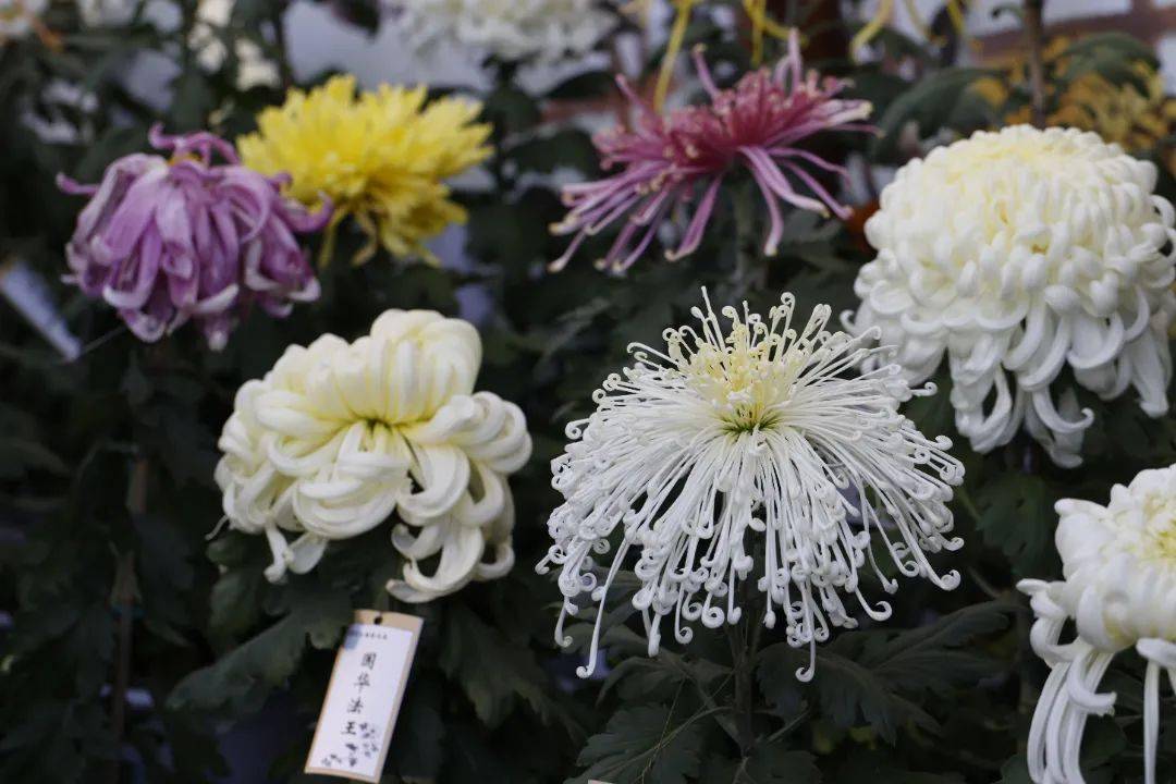 展出近2万盆菊花,包括约100余种名优特新品种菊花,如设菊球,菊桩,塔菊