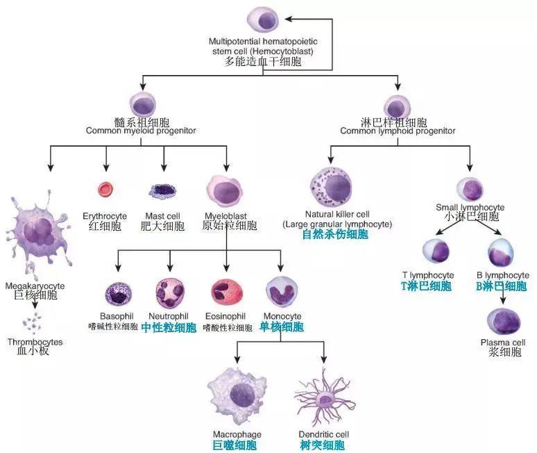 免疫力强免疫力准精准调控干细胞是关键