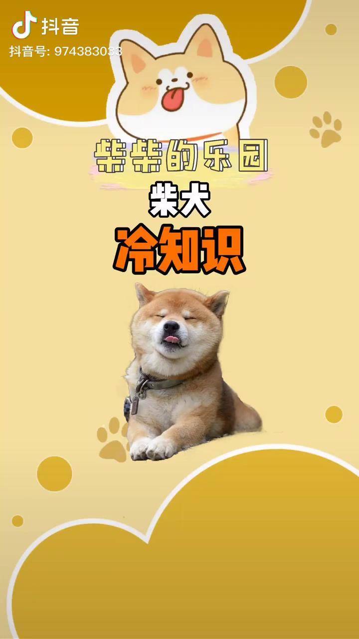 其实养柴犬挺好的就是有点上火当然金柴柴除外宠物百科宠物知识萌宠