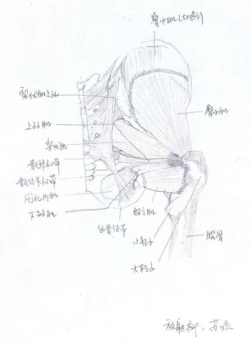 手绘人体解剖图_学医