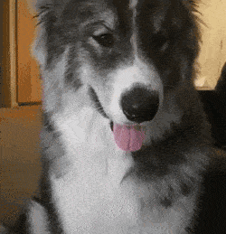 爸爸是萨摩耶,妈妈是哈士奇和阿拉斯加的串串,所以这只狗叫