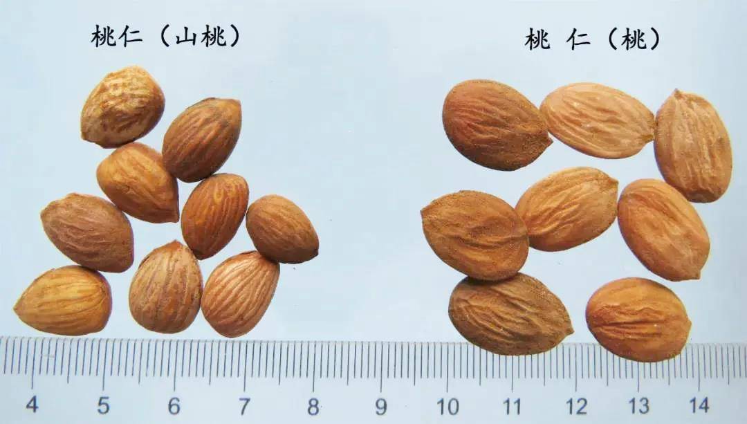 每天学习一味中药桃仁