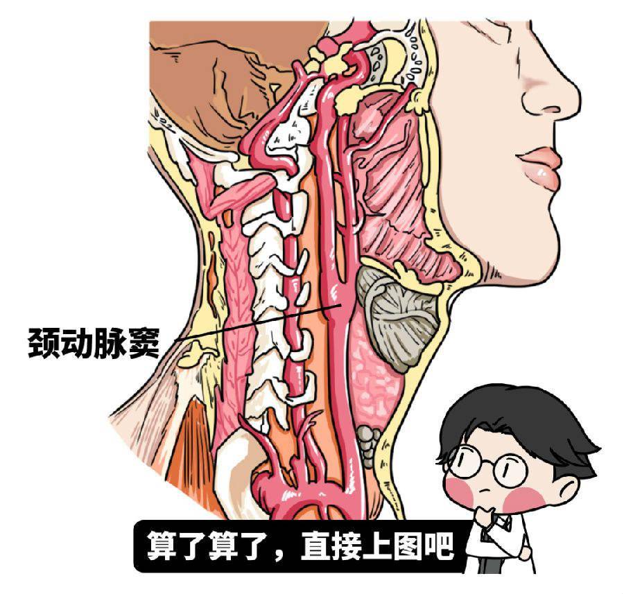 颈动脉窦位于颈部两侧,距喉结5-6厘米处,是颈总动脉向上分支的膨出