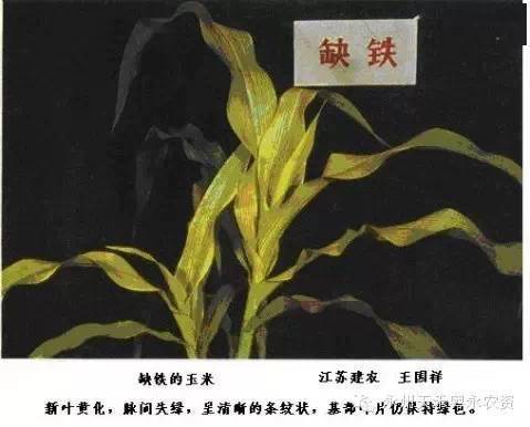 玉米11种缺素如何识别防治