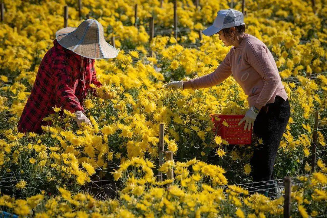 长寿之乡浙江文成百亩金丝皇菊绽放美丽经济