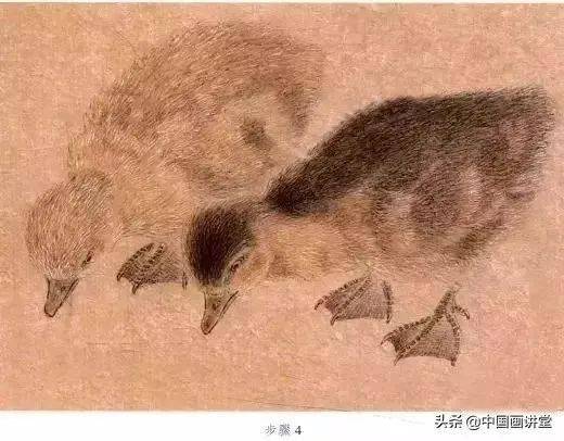 各种鸟的画法