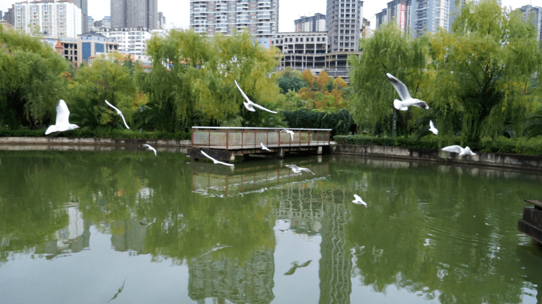 【盘州旅游】飞来的风景_东湖公园_城市_湿地