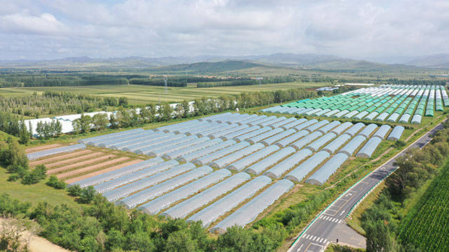 鹿山村食用菌产业园区