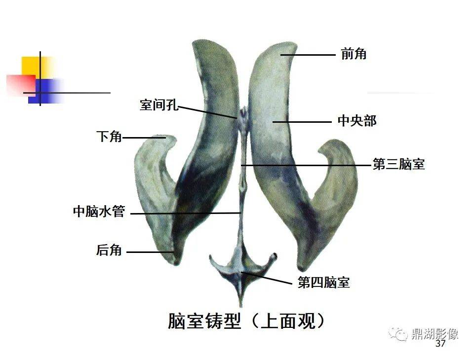 高清大脑解剖图谱