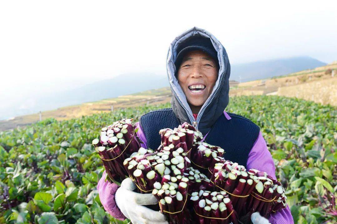 西昌:高山蔬菜丰收正当时_安哈镇_凉山_产业