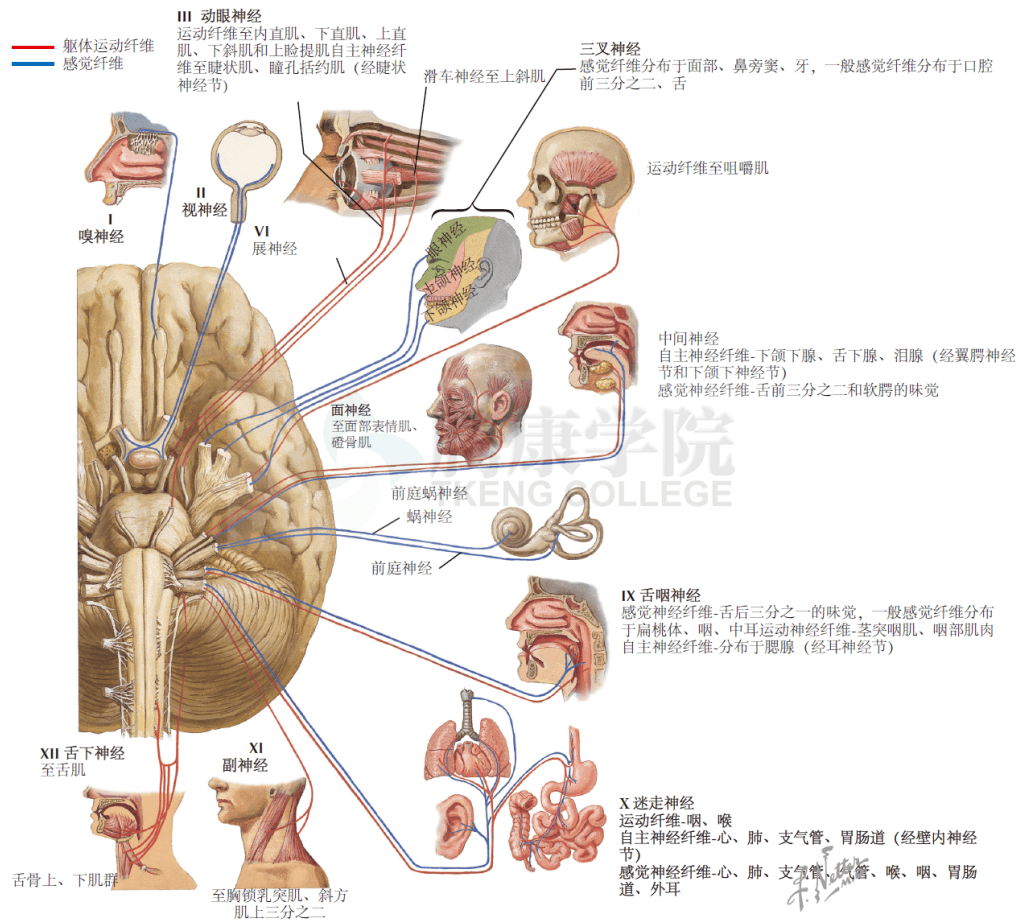 神经解剖学 | 脑神经:感觉,运动和自主神经纤维分布图解