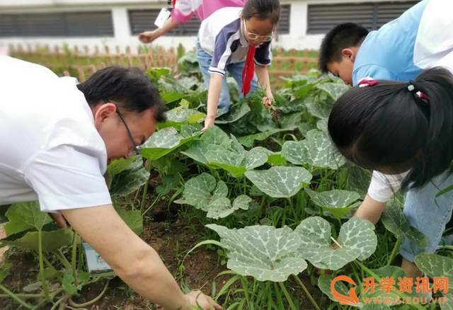 三年级一班:吕欣晏 今天,我和同学们来到我们班的"小蜜蜂植物园"参与