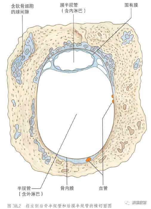半规管横切面内耳道底↓ 内容节选自:《格氏解剖学:临床实践的解剖学