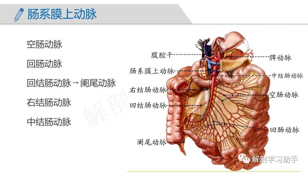 人体解剖学课件——脉管系统-动脉