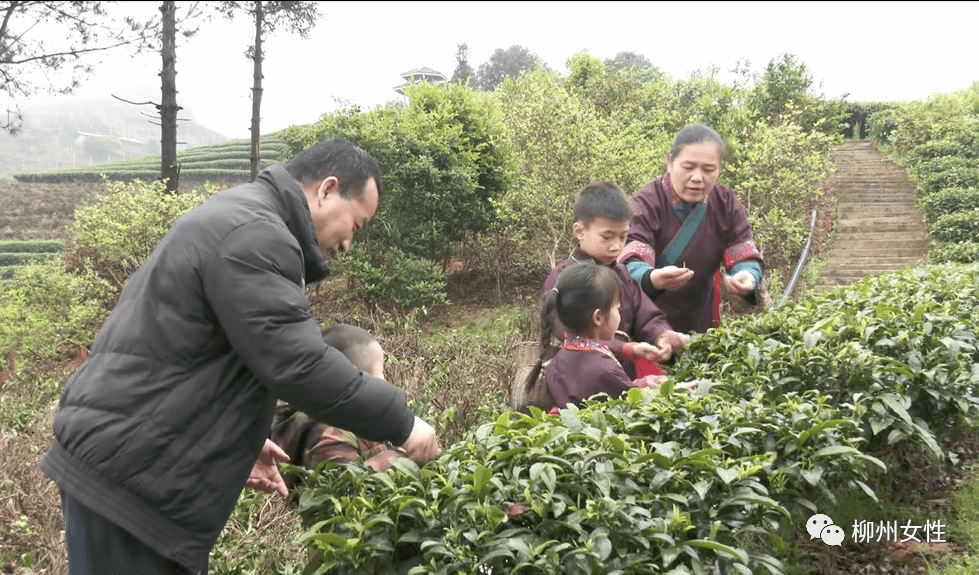 韦玉英带着孩子在茶山采茶