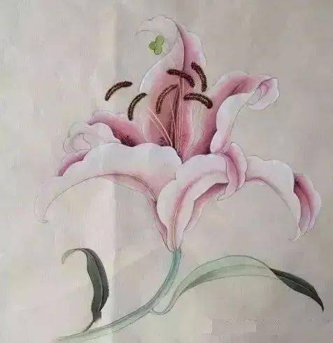 图文教程工笔百合花分步设色详解