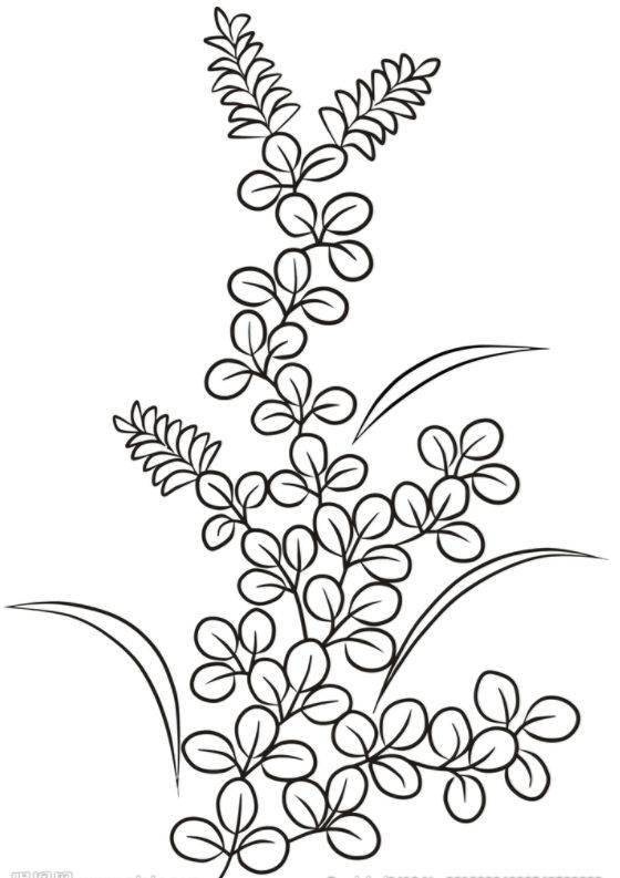 【黑白线稿】植物,花卉白描线稿,临摹素材_白描_花卉
