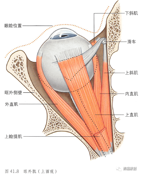 眼外肌眼动脉眼静脉及神经眶腔的神经视觉通路示意图↓ 内容节选自