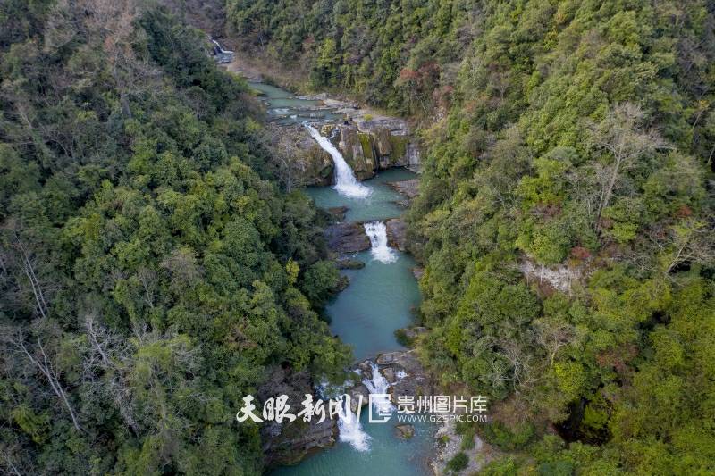 12月6日,在岑巩县客楼镇两江村三层洞原始森林保护区,深藏于原始森林