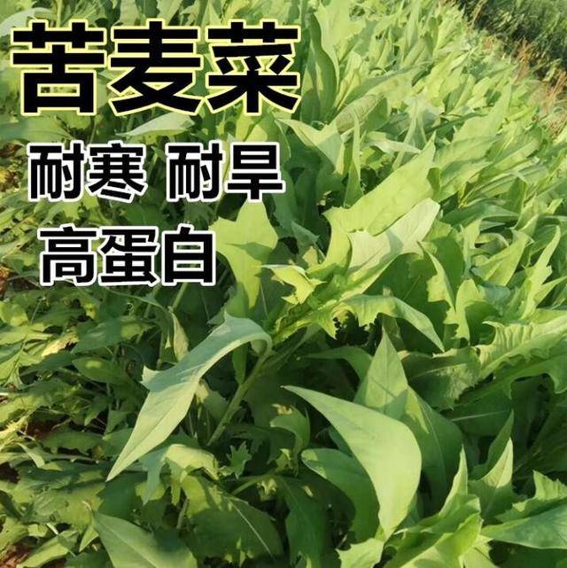 苦荬菜和一般的牧草不一样,它既具有较强的耐热性,只要水肥供应正常