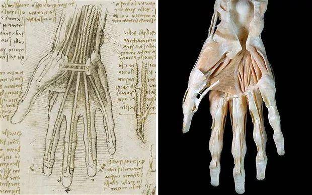 达·芬奇画的手骨与3d建模的手骨对比图图源:telegraph.co.