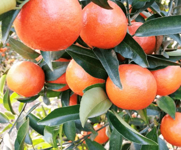 饱和,过剩,竞争大,未来柑橘行业赚钱机会在哪一个品种上_种植_爱媛