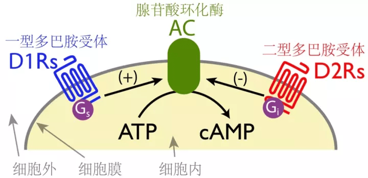 肾上腺素对浦肯野纤维动作电位的影响是首先去极化上升更高,其次电压