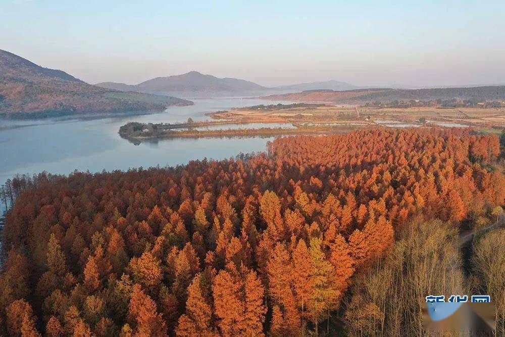 航拍冬日京山太子山国家森林公园红杉林 新华网发 彭琦摄航拍冬日