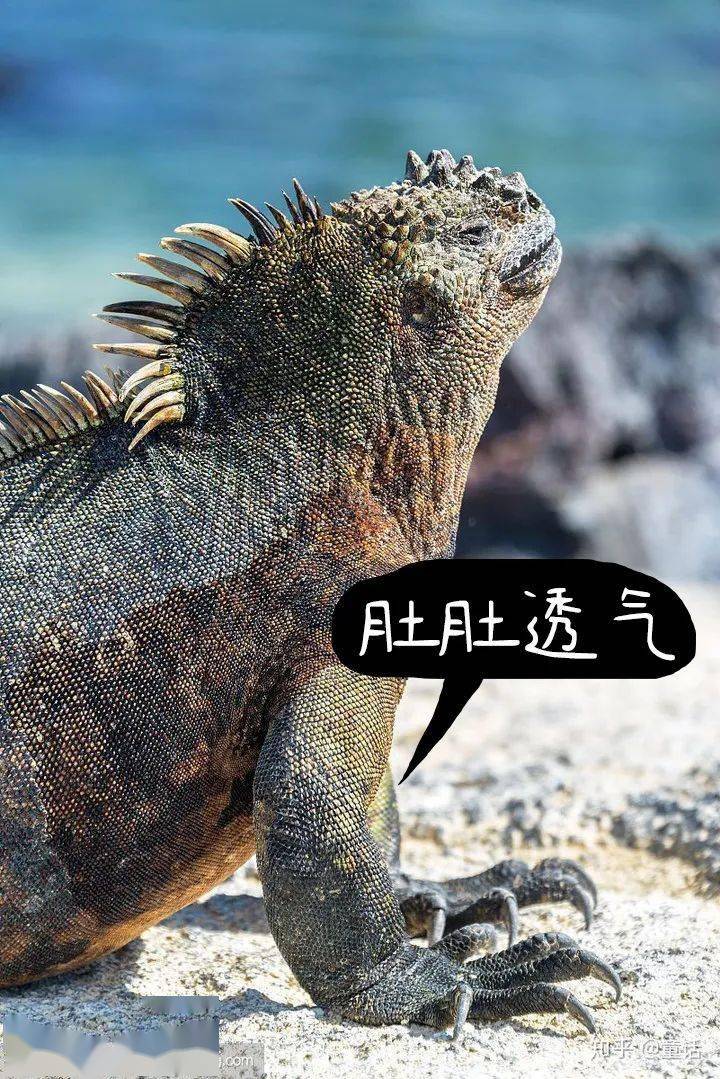 加拉帕戈斯群岛近年发现海蜥蜴与当地陆蜥蜴的杂交品种不能生育不会