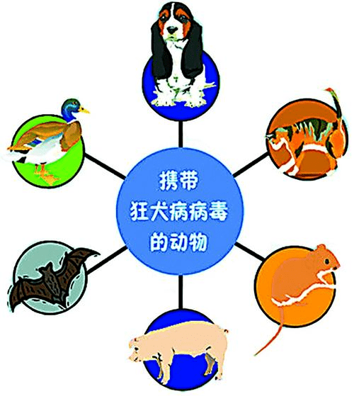 兽医匪浅狂犬病毒